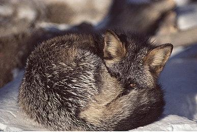 《游戏王：大师决斗》公布Steam配置需求 不支持中文