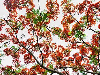 《天月麻雀》机甲雀士「07」前来报到！全新活动、Yoyo新幻装同步亮相！